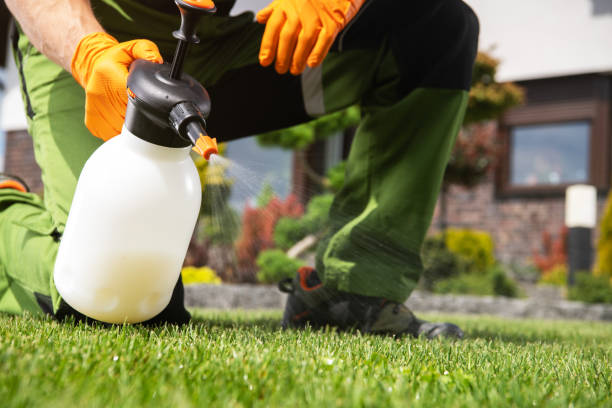 Best Local Pest Control Services  in Castle Pines, CO