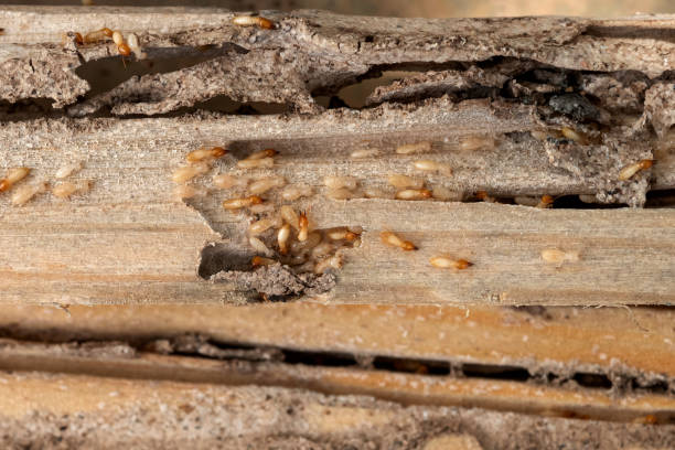 Best Pest Control for Homes  in Castle Pines, CO